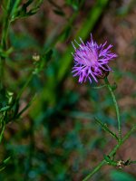 A Thistle (I Think!).jpg