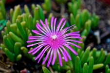 Nature's Fireworks.jpg