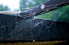 Spider Safety Message.jpg