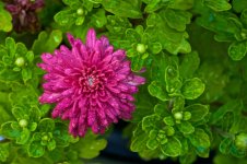 Mums The Word.jpg