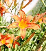 tiger lilly.jpg