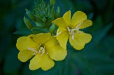 Weed Flowers.jpg