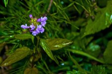 Helene's Flower.jpg