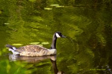 goose 1.jpg