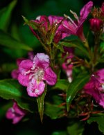 Bleeding Heart Blossom.jpg