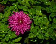 Wet Mums.jpg