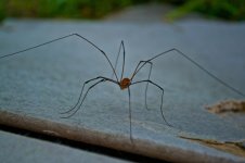 Daddy Longlegs.jpg