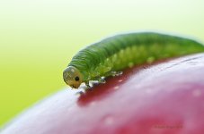 Chenille 1.jpg