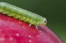 Chenille 3.jpg