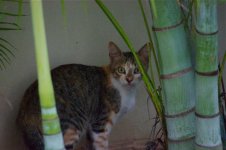 187-Kitty.jpg
