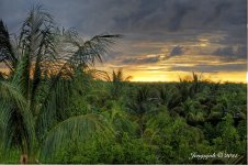 188-tropical sunset.jpg