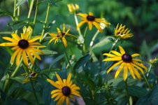 190-Black eyed susans.jpg