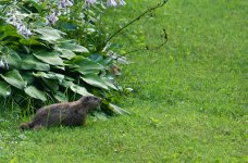 192-Groundhog.jpg