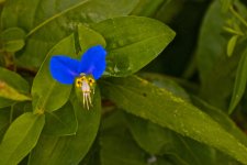Weird Little Blue Flower.jpg