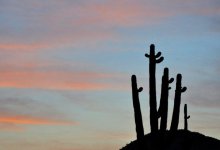 cactus silhouette.JPG