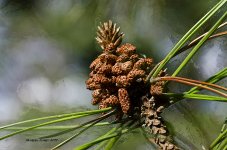 pine cone.jpg