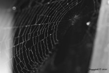 web.jpg