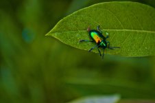 Bling Bug.jpg