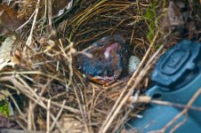 House Sparrow.jpg