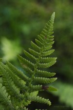 fern.jpg