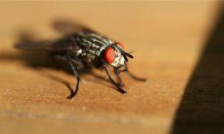 Fly sm.jpg