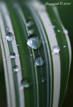 193-rainy leaf.jpg