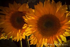 _SSC0057-Edit.jpg