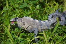 Iguana sm.jpg