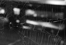 196-web.jpg
