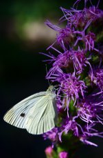197-liatris butterfly.jpg