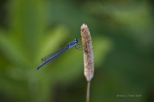 dragonfly 3.jpg