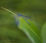 dragonfly.jpg
