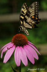 198-butterfly coneflower.jpg