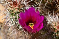 Strawberry Cactus_005.JPG