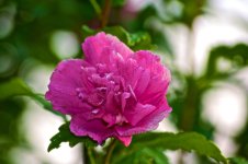 Wife's Reddish Flower.jpg