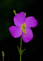 Venus Flytrap Blossom.jpg