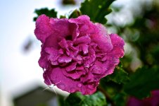 Rose of Sharon.jpg