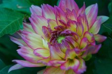 Dahlia sm.jpg