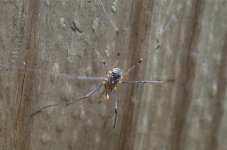daddy long legs.jpg