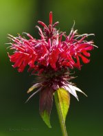 flower.jpg