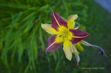 flower 2.jpg