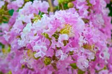 Another Cool Flower.jpg