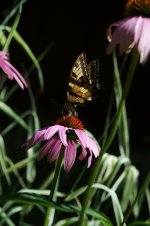 echinacea sm.jpg