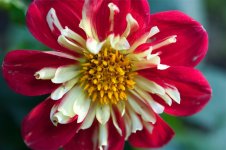 red dahlia.jpg
