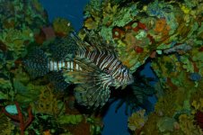 Lionfish Side View.jpg