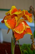 Ending with a Flower.jpg