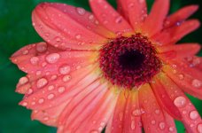 206-Gerbera.jpg