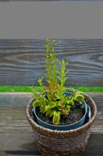 3 & 1-2 Year Old Venus Flytrap Colony.jpg