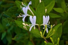 Honey Suckle Flowers.jpg