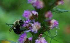 207-bee liatris.jpg